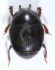 Chalcionellus aemulus